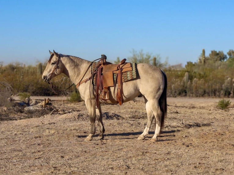 American Quarter Horse Ruin 9 Jaar 150 cm Buckskin in Casa Grande AZ