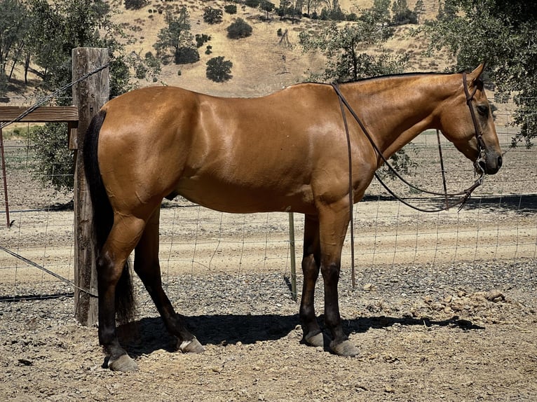 American Quarter Horse Ruin 9 Jaar 150 cm Buckskin in Paso Robles, CA