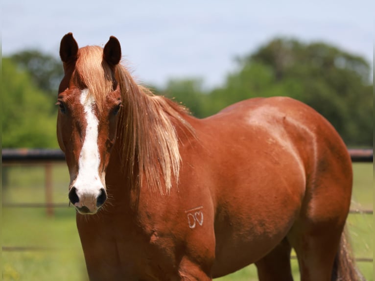 American Quarter Horse Ruin 9 Jaar 150 cm Donkere-vos in Canton TX