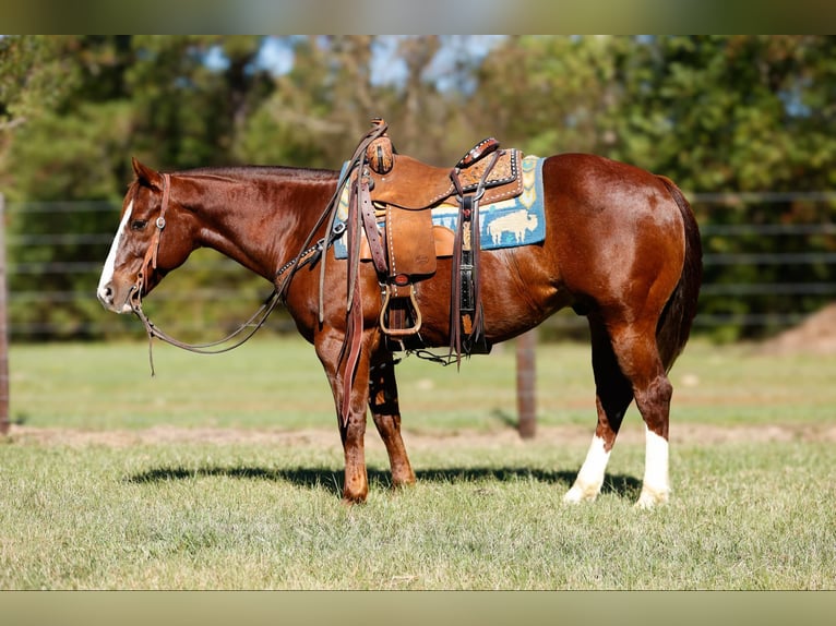 American Quarter Horse Ruin 9 Jaar 150 cm Donkere-vos in Rusk TX