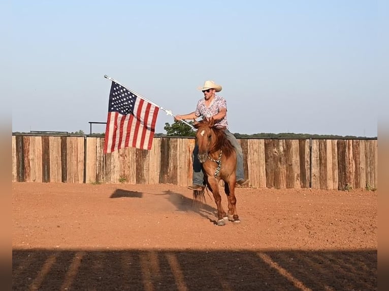 American Quarter Horse Ruin 9 Jaar 150 cm Falbe in Waco, TX