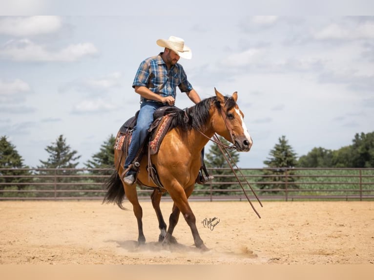 American Quarter Horse Ruin 9 Jaar 150 cm Falbe in River Falls wi