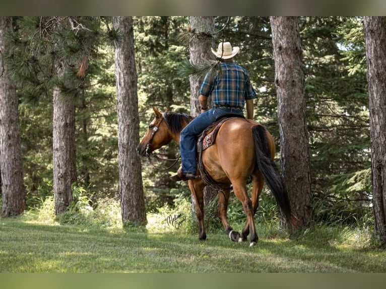 American Quarter Horse Ruin 9 Jaar 150 cm Falbe in River Falls wi