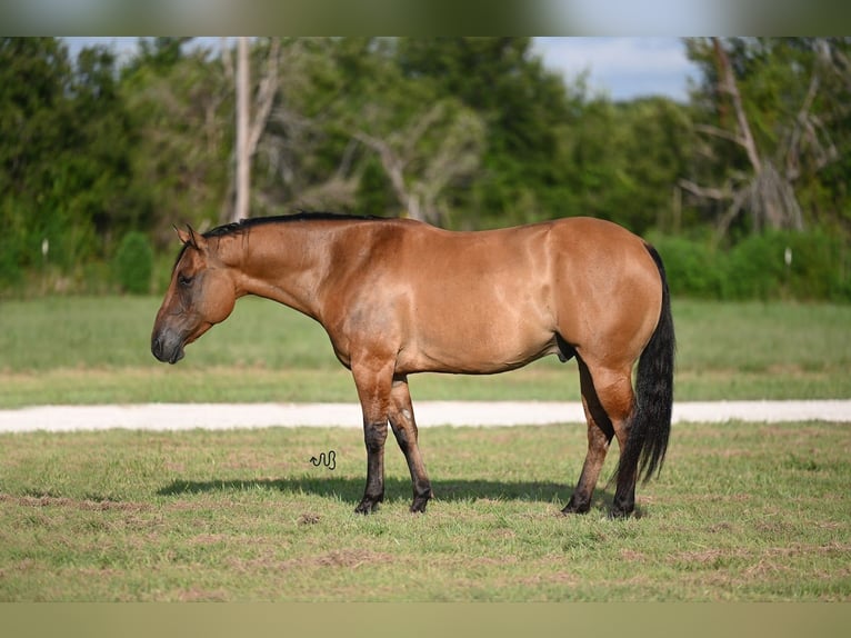 American Quarter Horse Ruin 9 Jaar 150 cm Falbe in Waco, TX