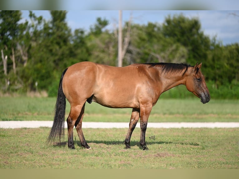 American Quarter Horse Ruin 9 Jaar 150 cm Falbe in Waco, TX