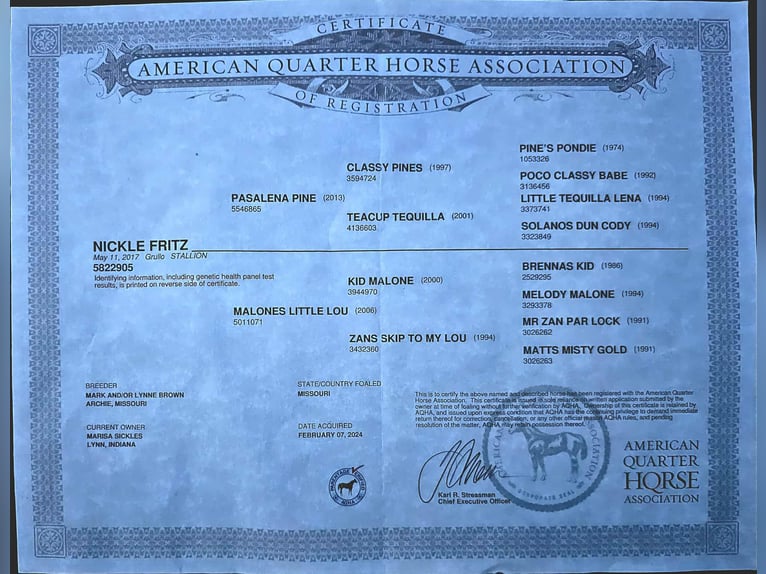 American Quarter Horse Ruin 9 Jaar 150 cm Grullo in Fairbank IA