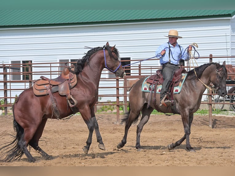 American Quarter Horse Ruin 9 Jaar 150 cm Grullo in Fairbank IA
