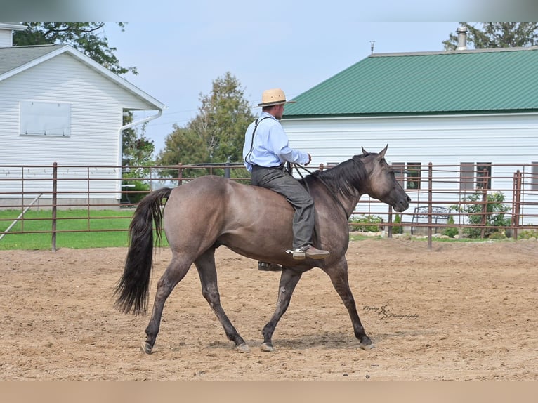 American Quarter Horse Ruin 9 Jaar 150 cm Grullo in Fairbank IA