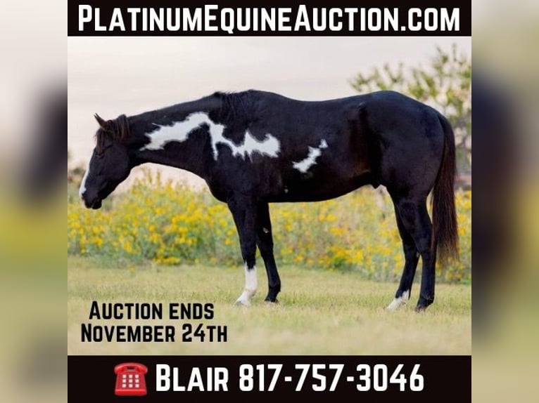 American Quarter Horse Ruin 9 Jaar 150 cm Overo-alle-kleuren in Weatherford TX