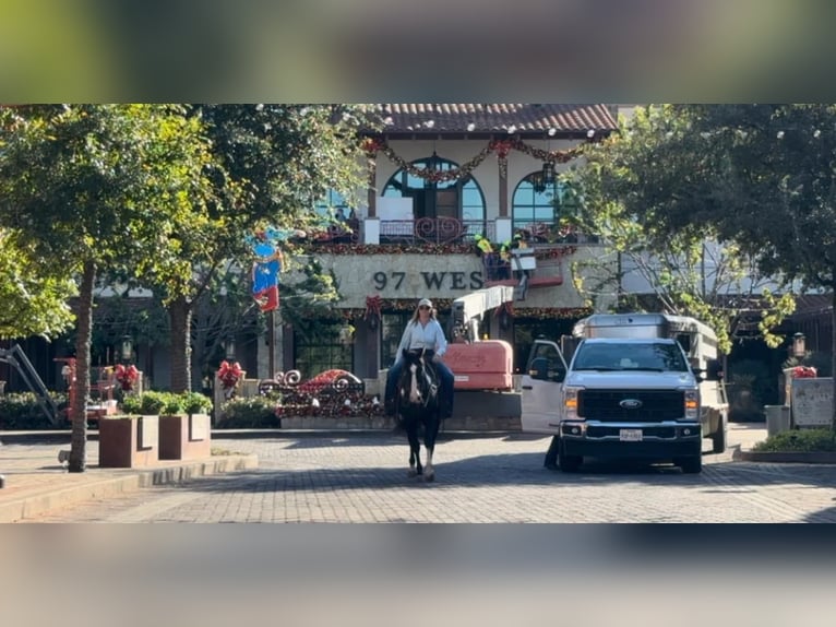 American Quarter Horse Ruin 9 Jaar 150 cm Overo-alle-kleuren in Weatherford TX