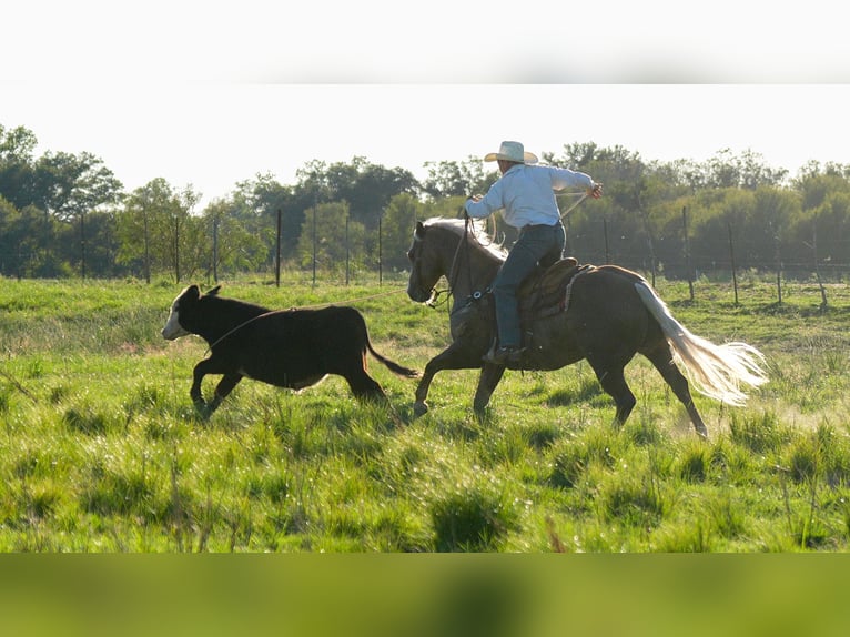 American Quarter Horse Ruin 9 Jaar 150 cm Palomino in Weatherford, TX