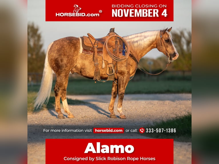 American Quarter Horse Ruin 9 Jaar 150 cm Palomino in Weatherford, TX