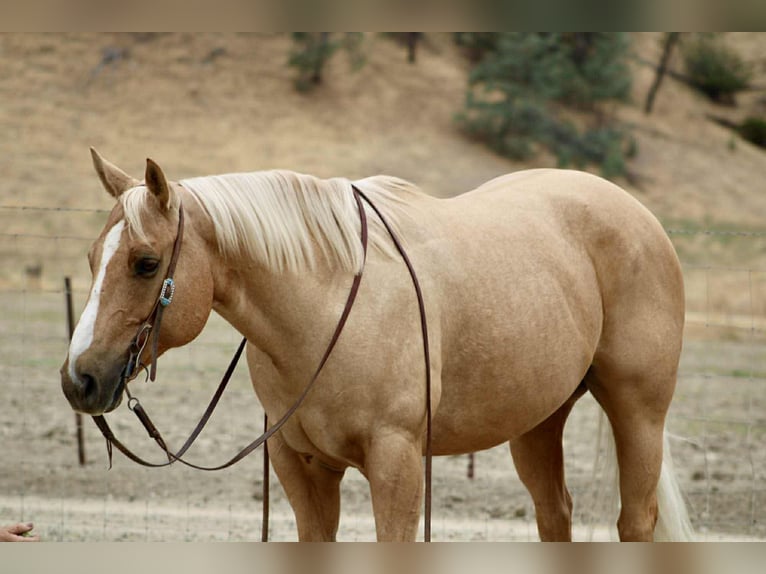 American Quarter Horse Ruin 9 Jaar 150 cm Palomino in King City