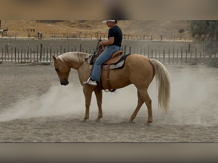 American Quarter Horse Ruin 9 Jaar 150 cm Palomino in Bitterwater CA