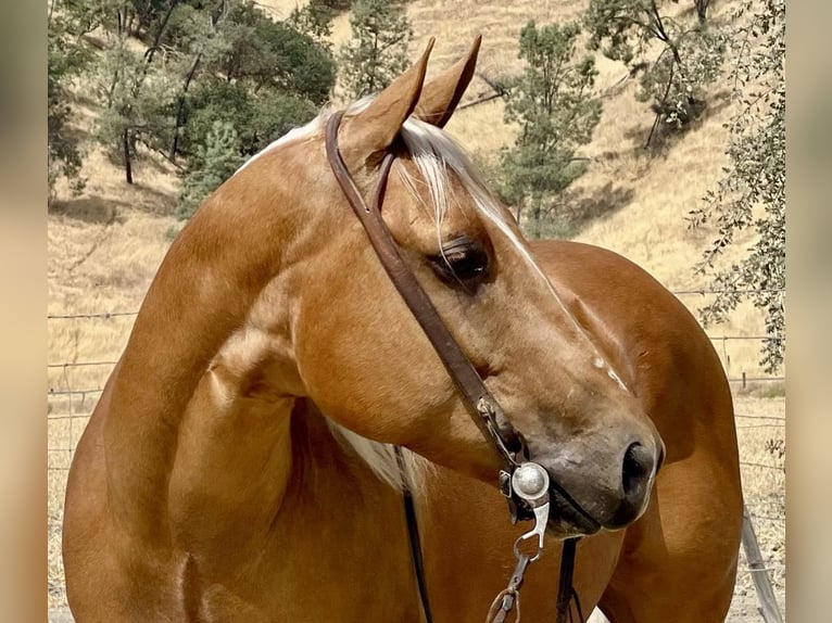 American Quarter Horse Ruin 9 Jaar 150 cm Palomino in Paicines CA