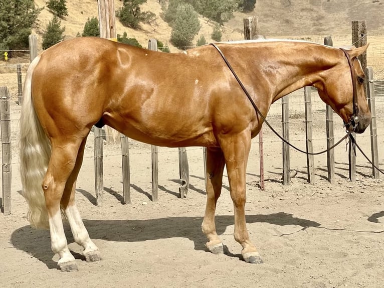 American Quarter Horse Ruin 9 Jaar 150 cm Palomino in Paicines CA