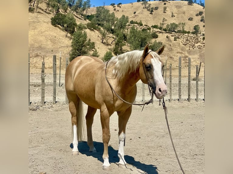 American Quarter Horse Ruin 9 Jaar 150 cm Palomino in Paicines CA