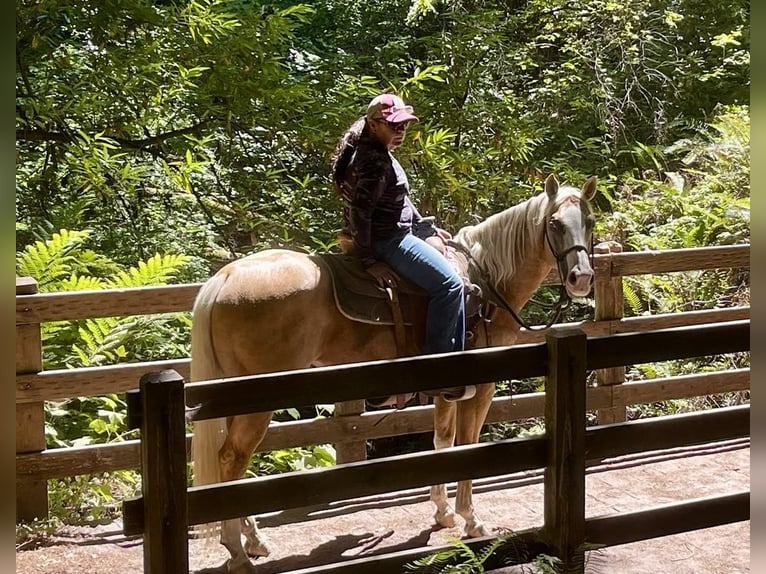 American Quarter Horse Ruin 9 Jaar 150 cm Palomino in Paicines CA