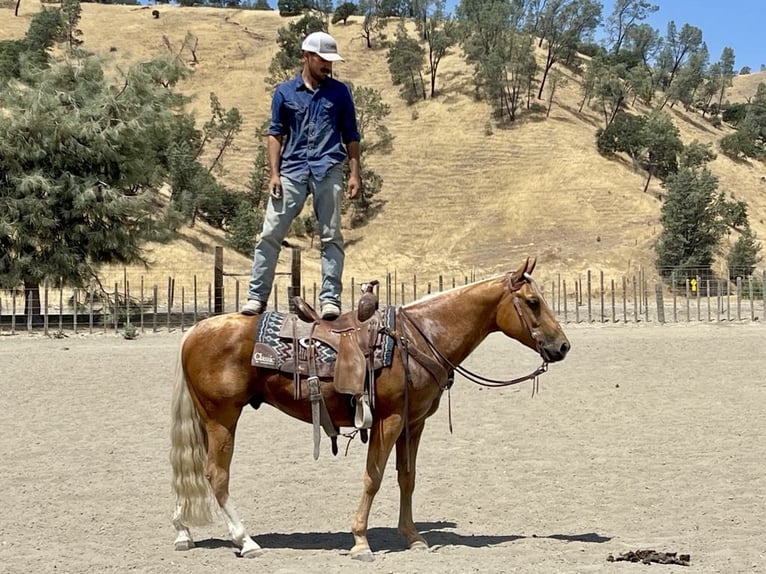 American Quarter Horse Ruin 9 Jaar 150 cm Palomino in Paicines CA