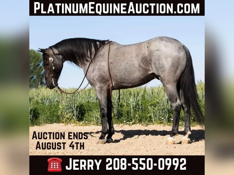 American Quarter Horse Ruin 9 Jaar 150 cm Roan-Blue in Caldwell ID