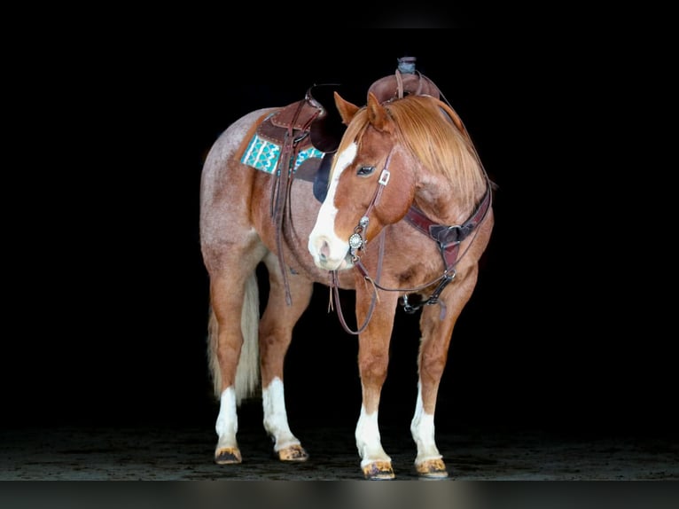 American Quarter Horse Ruin 9 Jaar 150 cm Roan-Red in Clarion