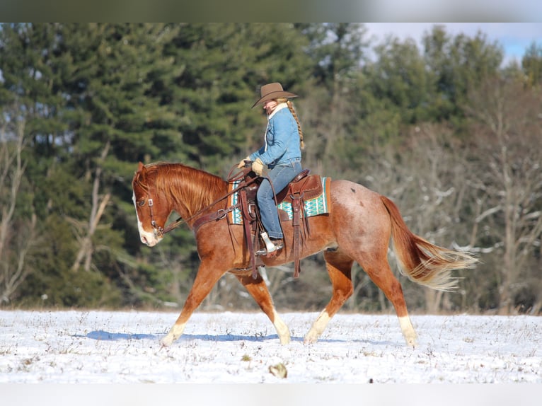 American Quarter Horse Ruin 9 Jaar 150 cm Roan-Red in Clarion
