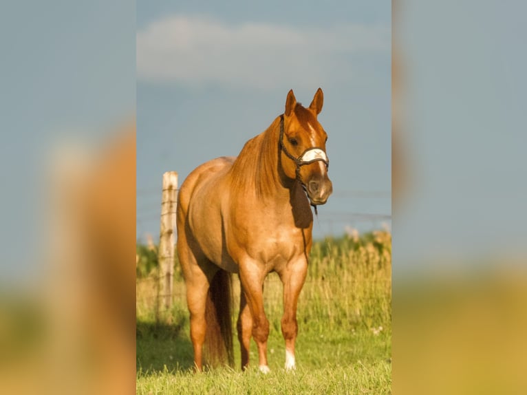 American Quarter Horse Ruin 9 Jaar 150 cm Roan-Red in Joy, IL