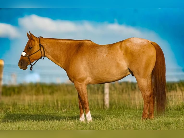 American Quarter Horse Ruin 9 Jaar 150 cm Roan-Red in Joy, IL