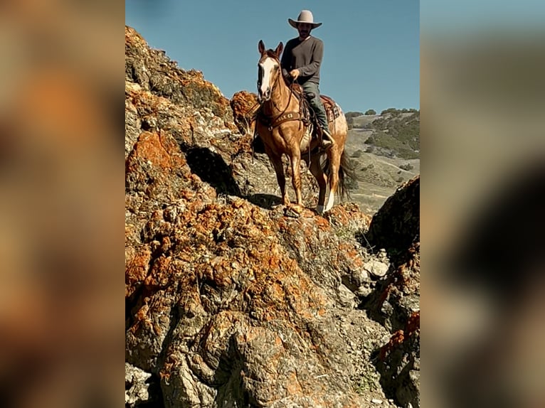 American Quarter Horse Ruin 9 Jaar 150 cm Roan-Red in Paicines, CA