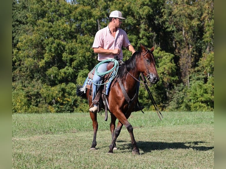 American Quarter Horse Ruin 9 Jaar 150 cm Roodbruin in Somerset KY