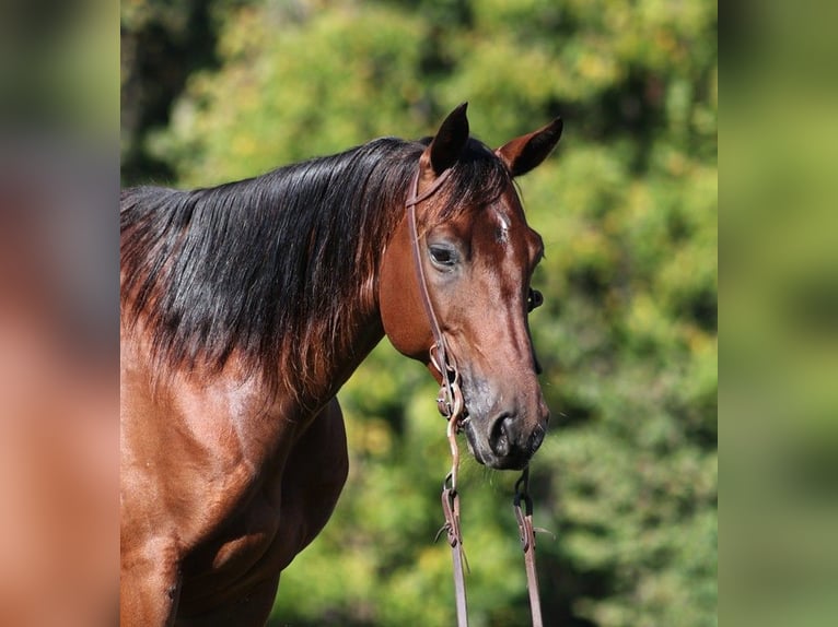 American Quarter Horse Ruin 9 Jaar 150 cm Roodbruin in Somerset KY