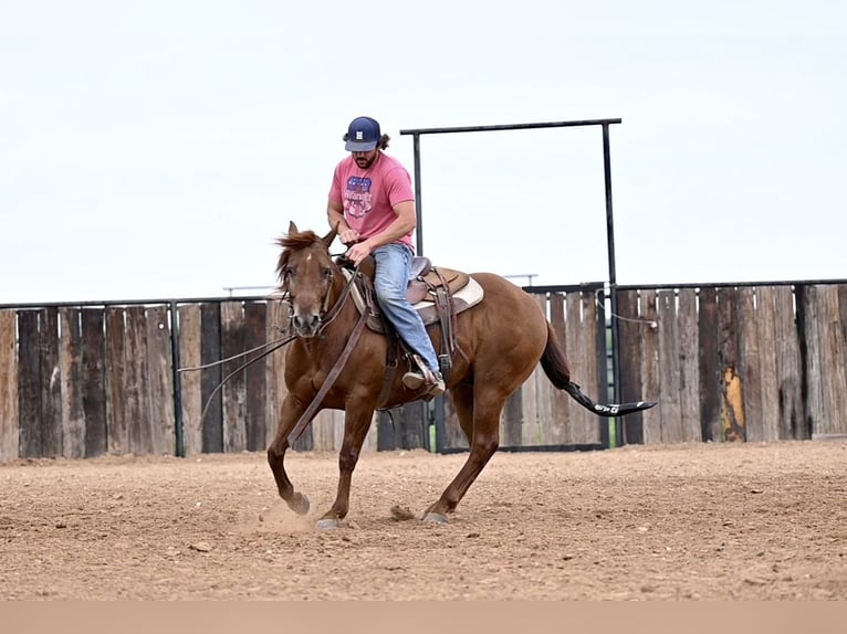 American Quarter Horse Ruin 9 Jaar 150 cm Roodvos in Waco