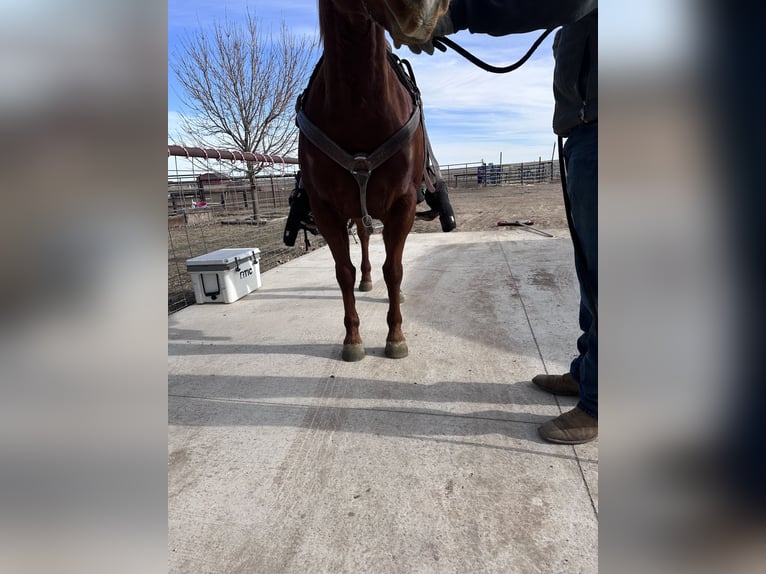 American Quarter Horse Ruin 9 Jaar 150 cm Roodvos in Belle Fourche, SD