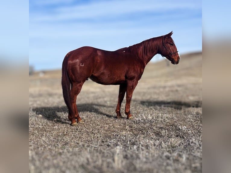 American Quarter Horse Ruin 9 Jaar 150 cm Roodvos in Belle Fourche, SD