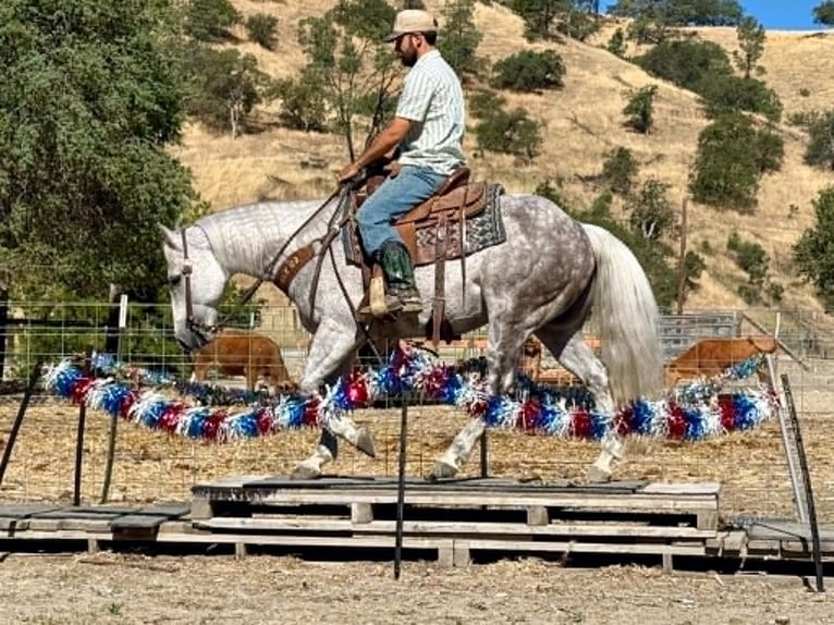 American Quarter Horse Ruin 9 Jaar 150 cm Schimmel in Tres Pinos