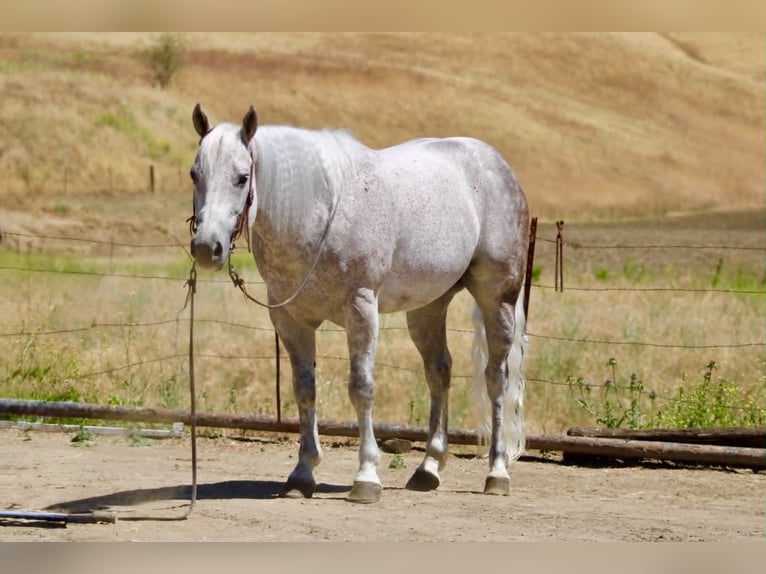 American Quarter Horse Ruin 9 Jaar 150 cm Schimmel in Tres Pinos