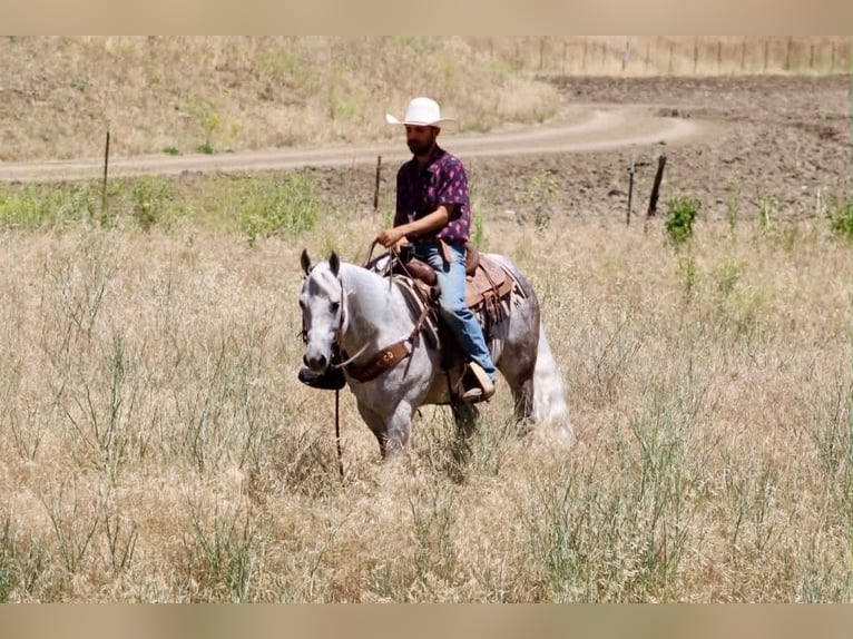 American Quarter Horse Ruin 9 Jaar 150 cm Schimmel in Tres Pinos
