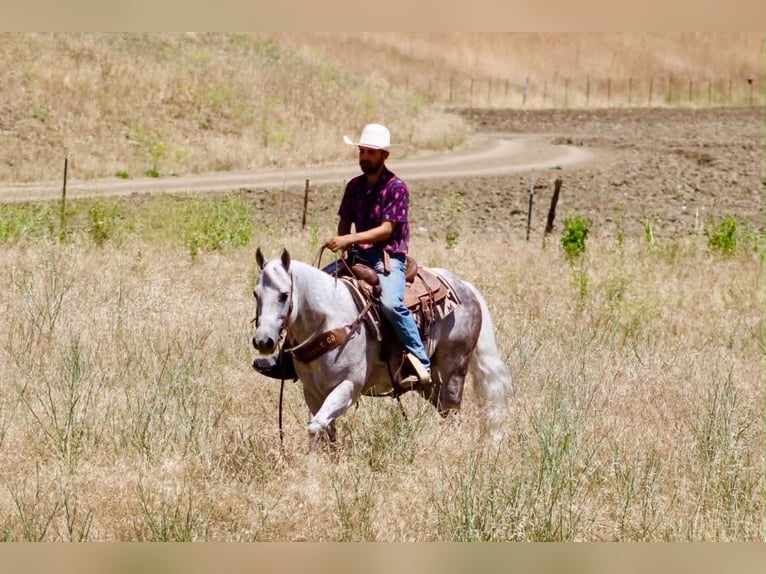 American Quarter Horse Ruin 9 Jaar 150 cm Schimmel in Tres Pinos