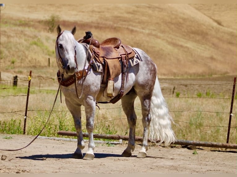 American Quarter Horse Ruin 9 Jaar 150 cm Schimmel in Tres Pinos