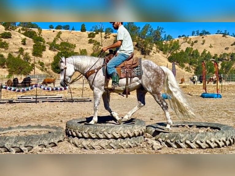 American Quarter Horse Ruin 9 Jaar 150 cm Schimmel in Tres Pinos