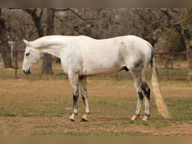 American Quarter Horse Ruin 9 Jaar 150 cm Schimmel in Weatherford TX