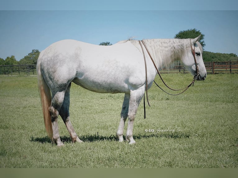 American Quarter Horse Ruin 9 Jaar 150 cm Schimmel in Weatherford TX