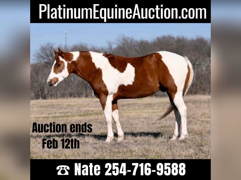 American Quarter Horse Ruin 9 Jaar 150 cm Tobiano-alle-kleuren in Waco TX