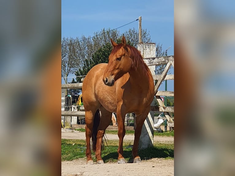 American Quarter Horse Ruin 9 Jaar 151 cm Red Dun in Kerken