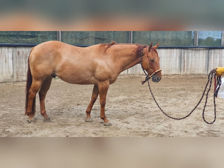 American Quarter Horse Ruin 9 Jaar 151 cm Red Dun in Kerken