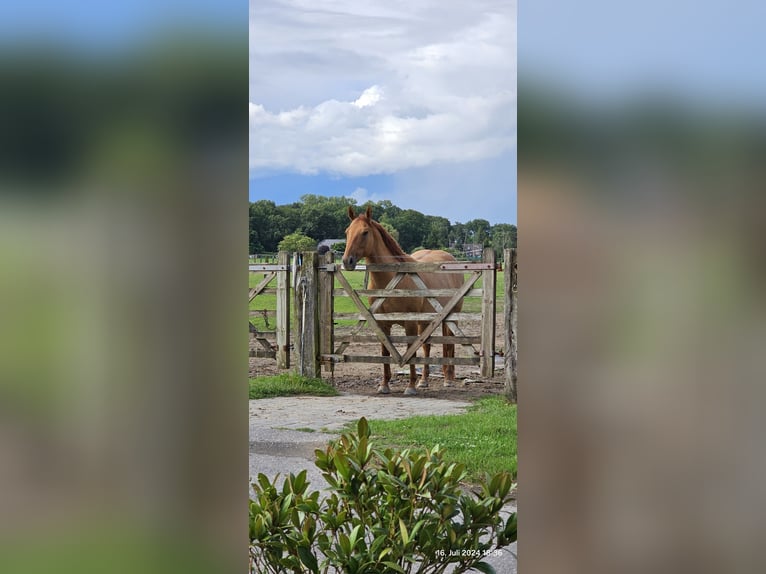 American Quarter Horse Ruin 9 Jaar 151 cm Red Dun in Kerken