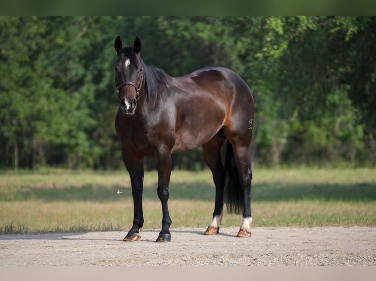 American Quarter Horse Ruin 9 Jaar 152 cm Bruin in Weatherford, TX