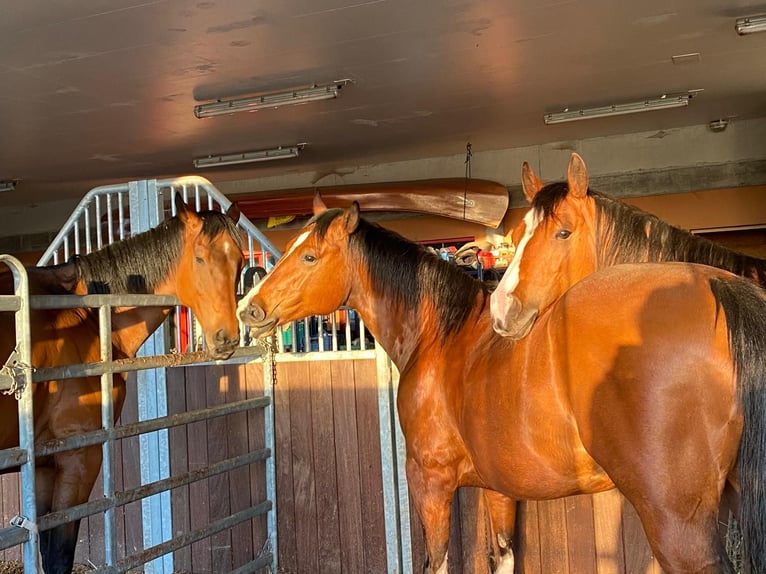 American Quarter Horse Ruin 9 Jaar 152 cm Bruin in Ebnet