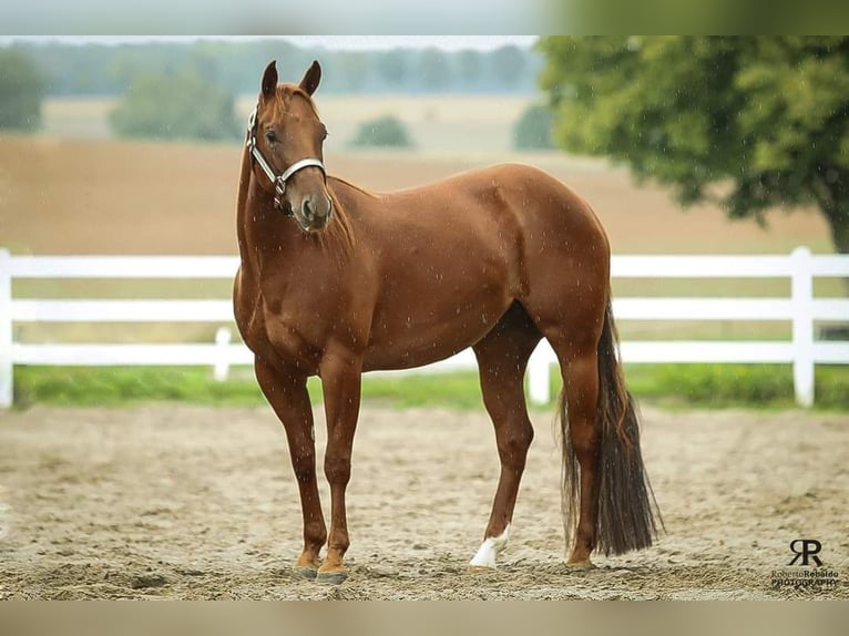 American Quarter Horse Ruin 9 Jaar 152 cm Bruin in Akasztó