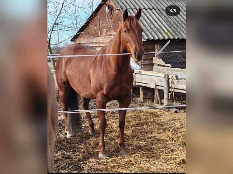 American Quarter Horse Ruin 9 Jaar 152 cm Bruin in Akasztó